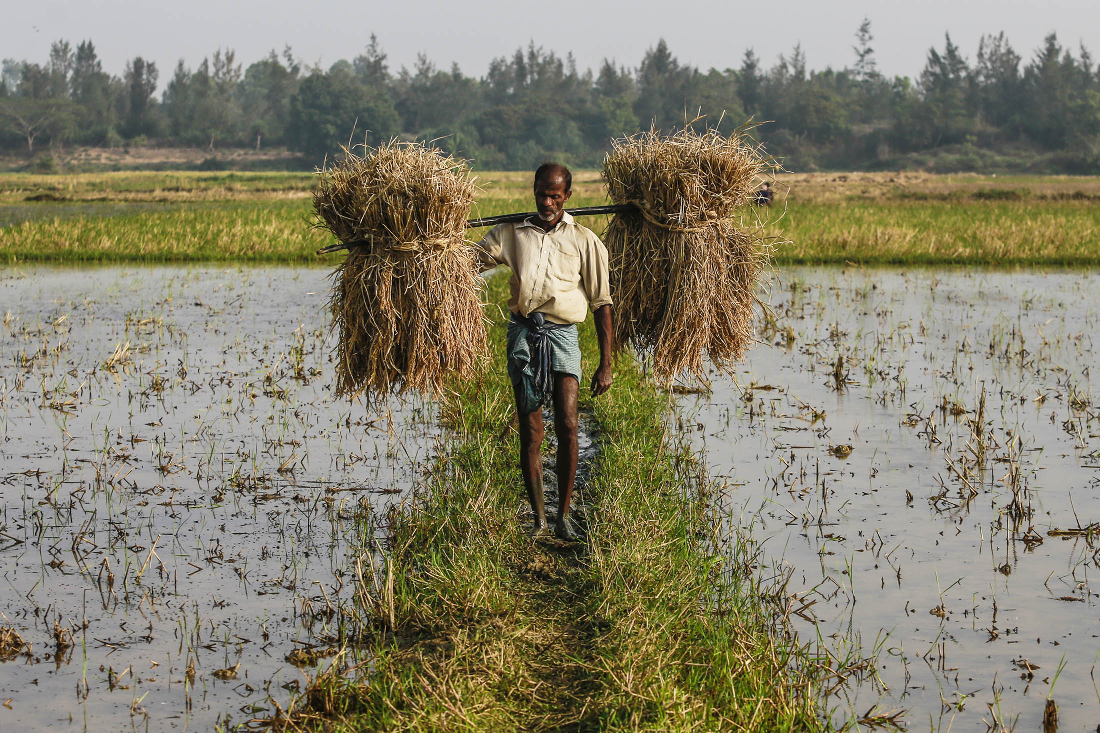 About 100 Million Farmers (100MF)