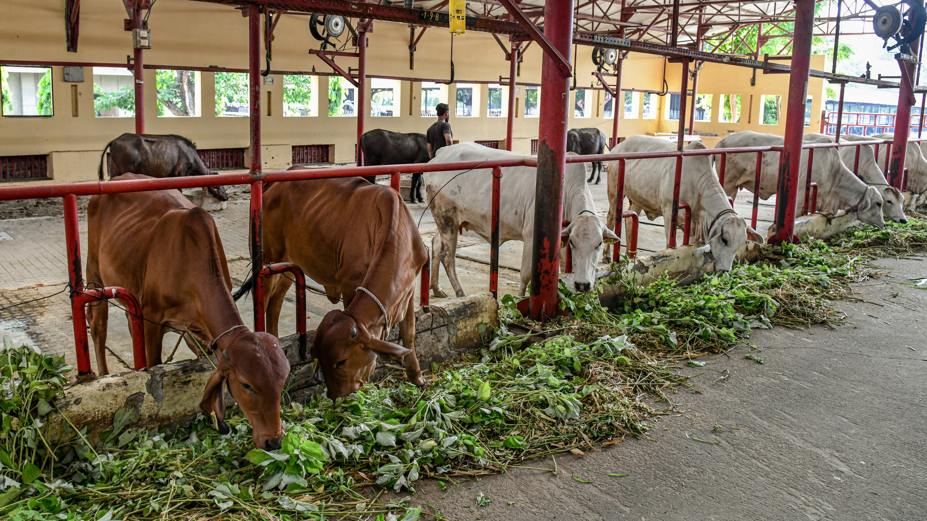 India should set a target to contribute 33% of global milk production by 2033-34: Amit Shah