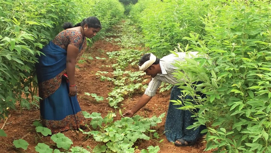 What is Zero Budget Natural Farming (ZBNF)?