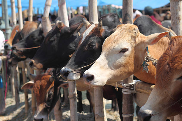 In a first, Centre planning a universal cattle insurance scheme