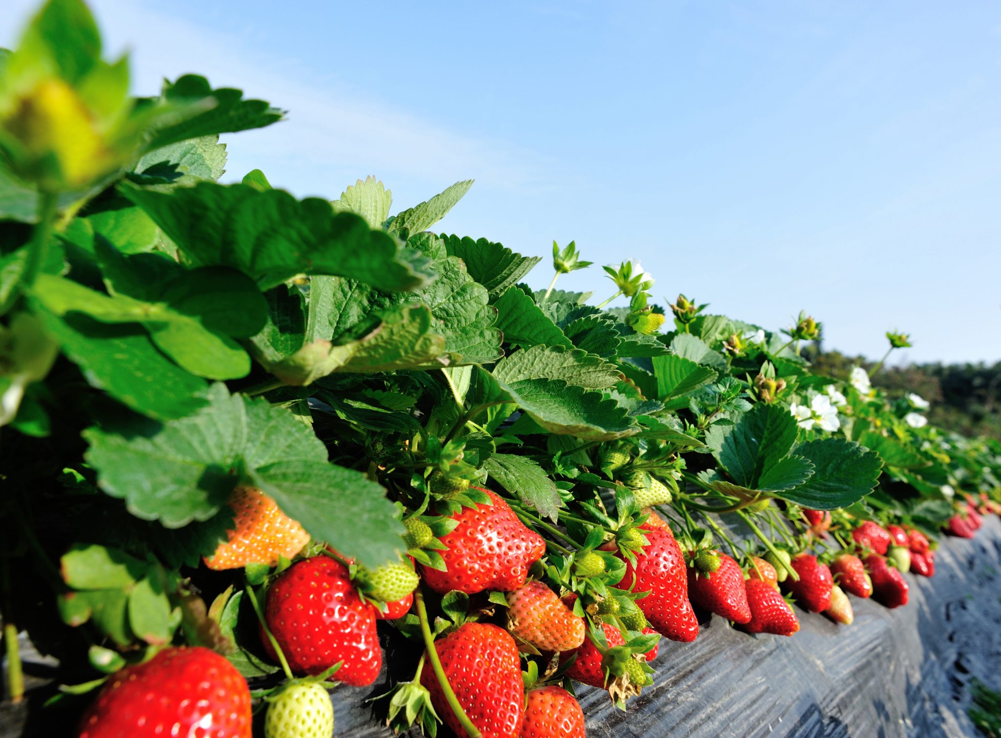 Horticulture Cluster Development Programme